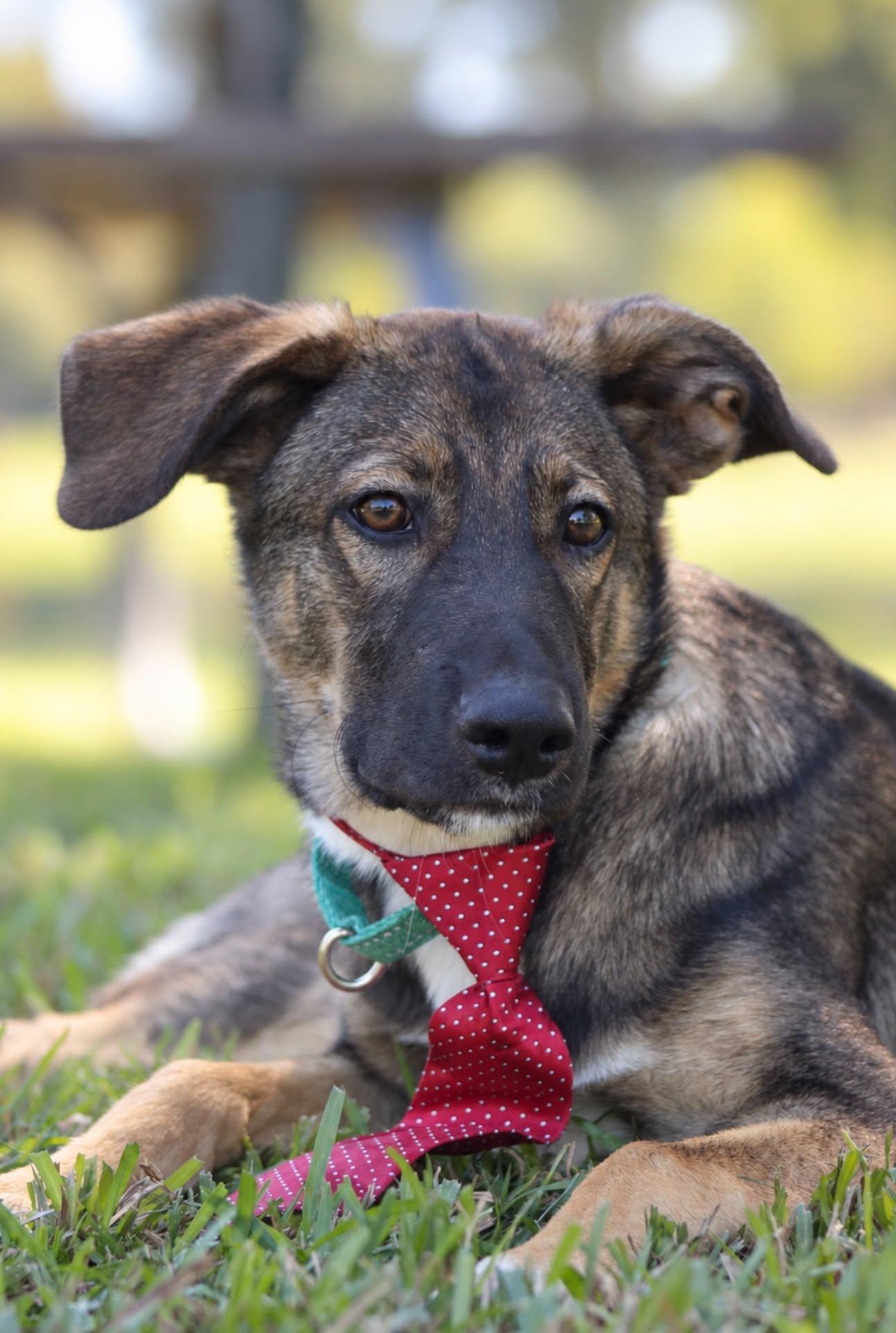 Enlarge Chester, a Adoptable mixed breed in Cleveland, OH image 4/6