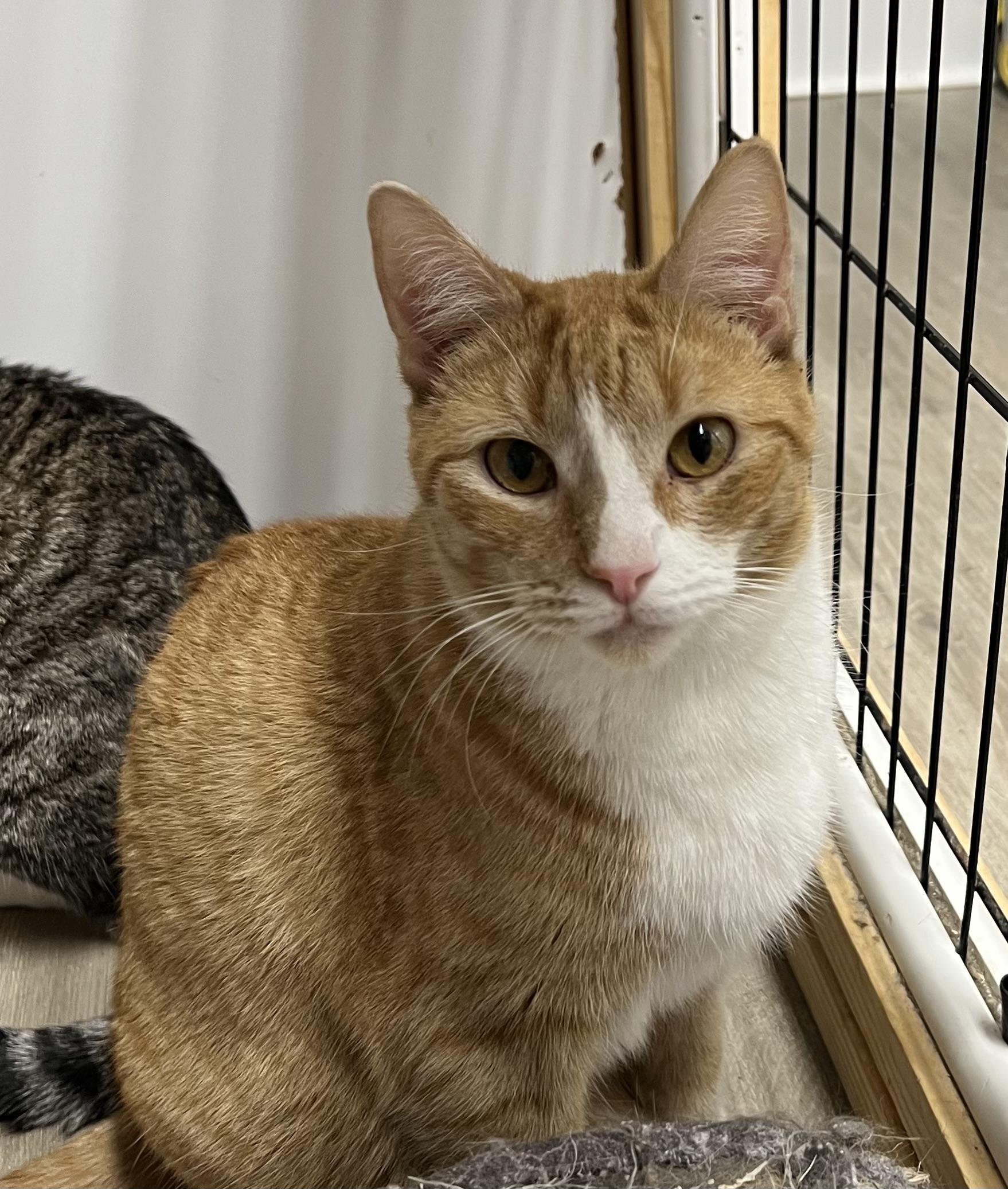 Phyllis, Adoptable, Adult Female Domestic Short Hair.