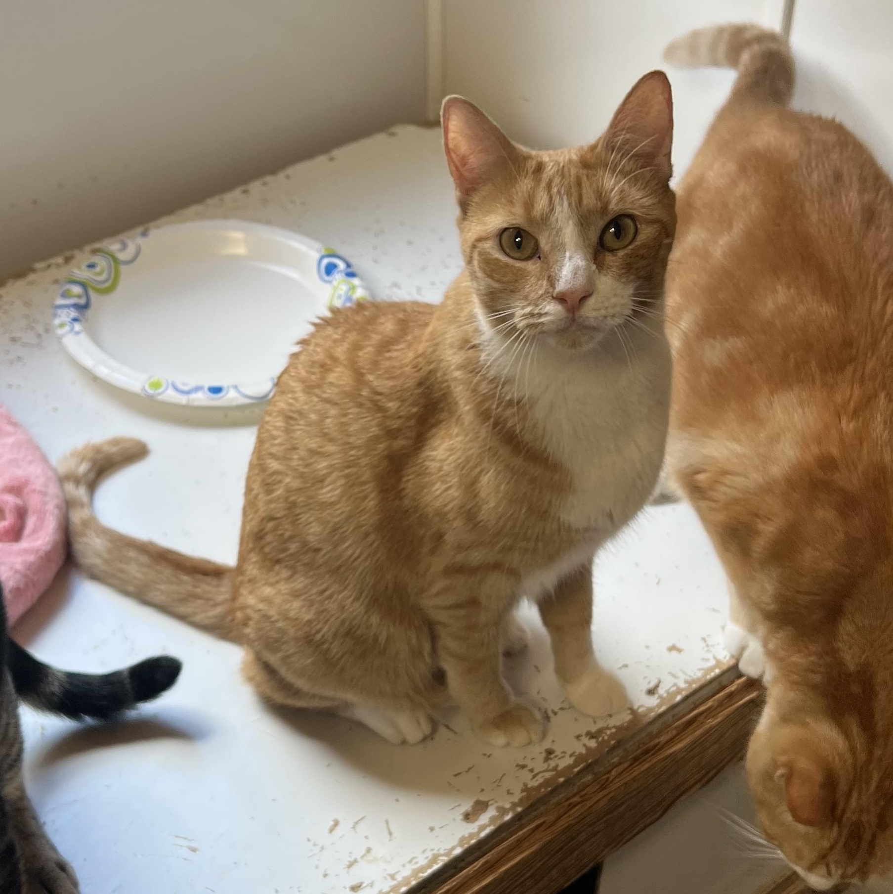 Phyllis, Adoptable, Adult Female Domestic Short Hair.