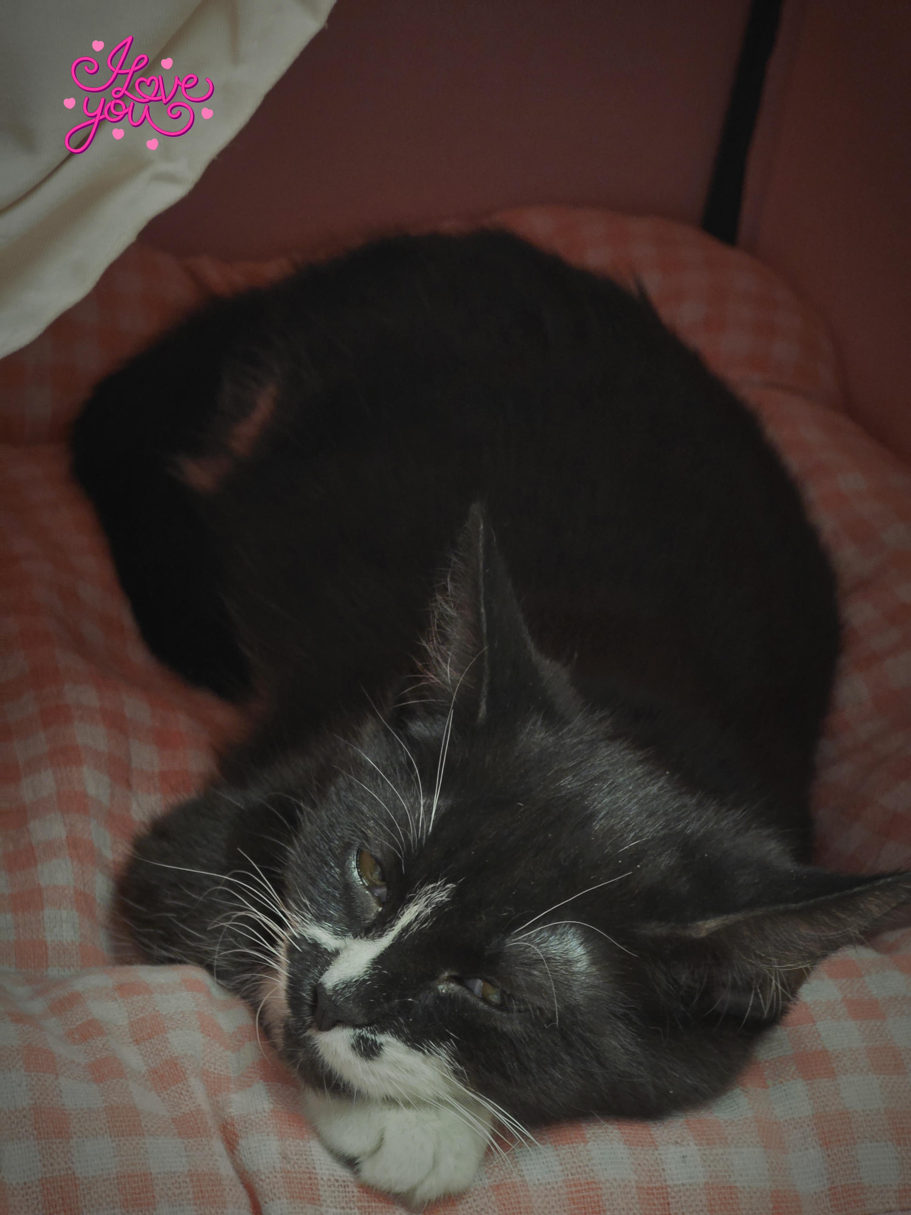 Enlarge Monroe (Bonded pair with Honey), a ADOPTABLE mixed breed in Glendale, AZ image 4/6