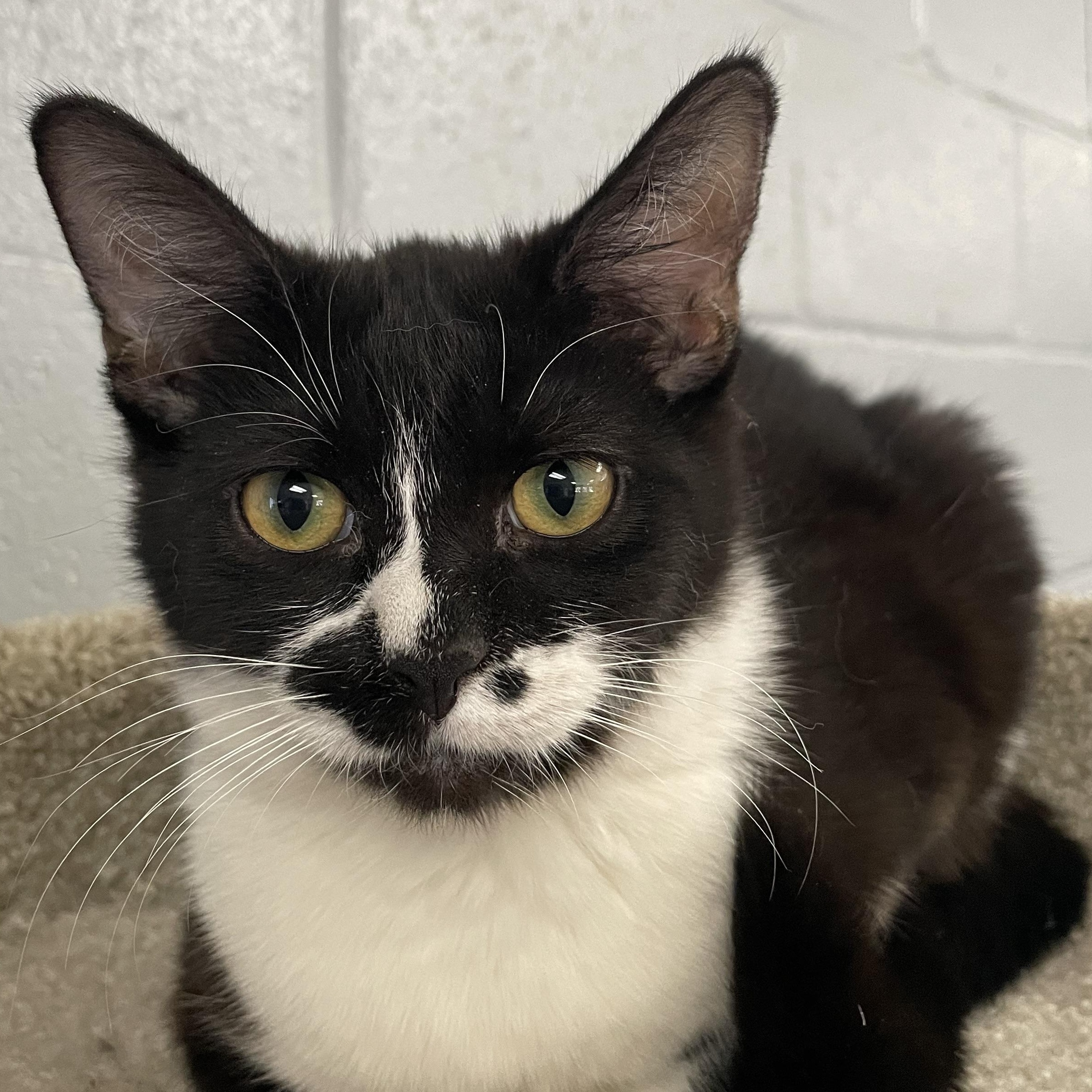 Enlarge Monroe (Bonded pair with Honey), a ADOPTABLE mixed breed in Glendale, AZ image 5/6