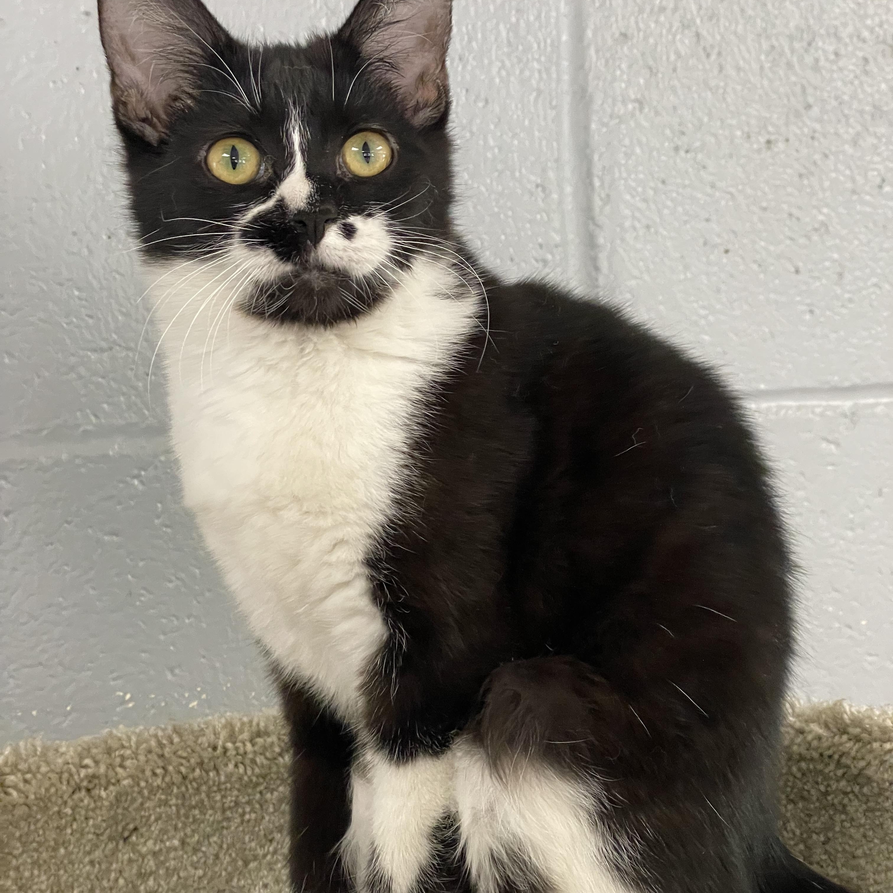 Enlarge Monroe (Bonded pair with Honey), a ADOPTABLE mixed breed in Glendale, AZ image 1/6