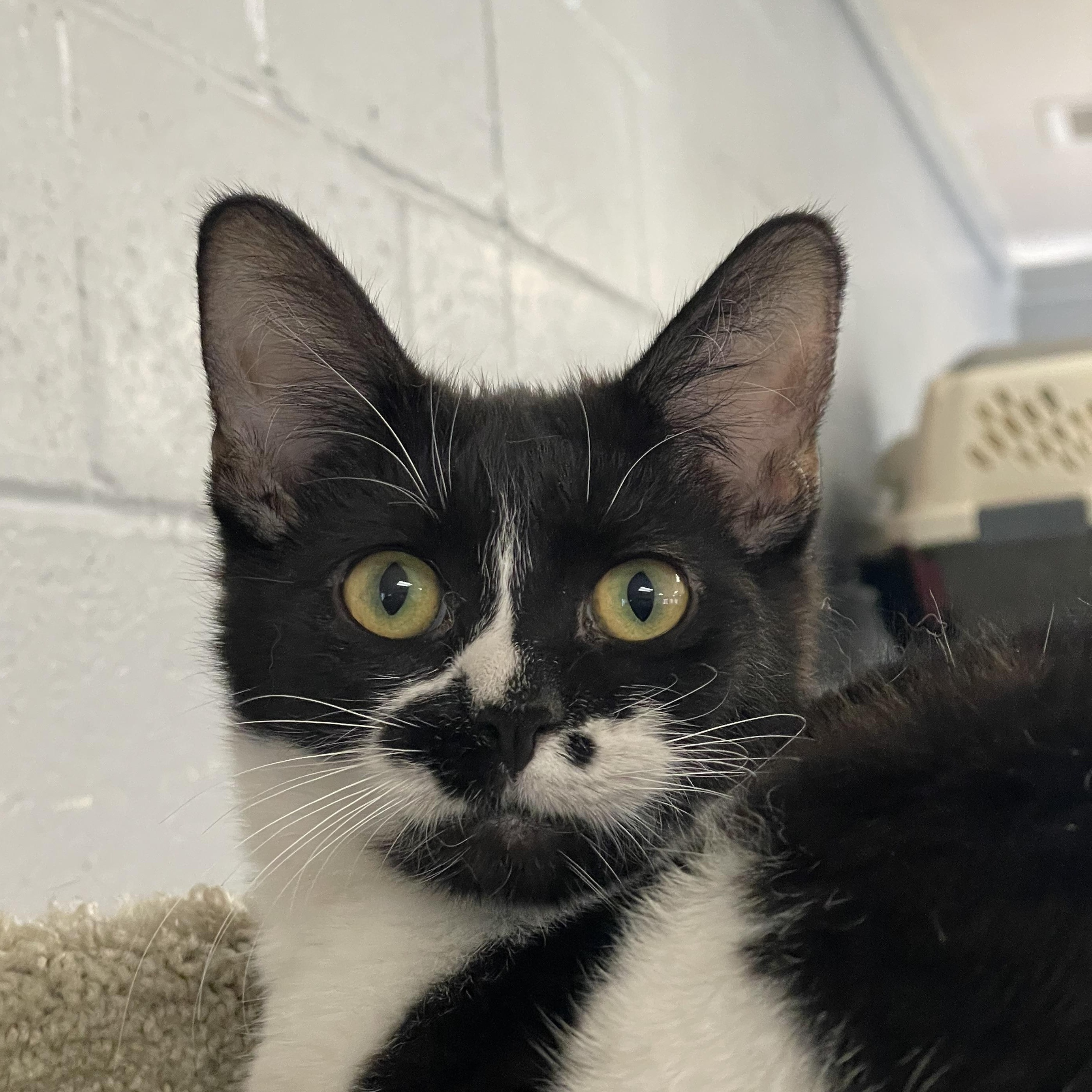 Enlarge Monroe (Bonded pair with Honey), a ADOPTABLE mixed breed in Glendale, AZ image 2/6