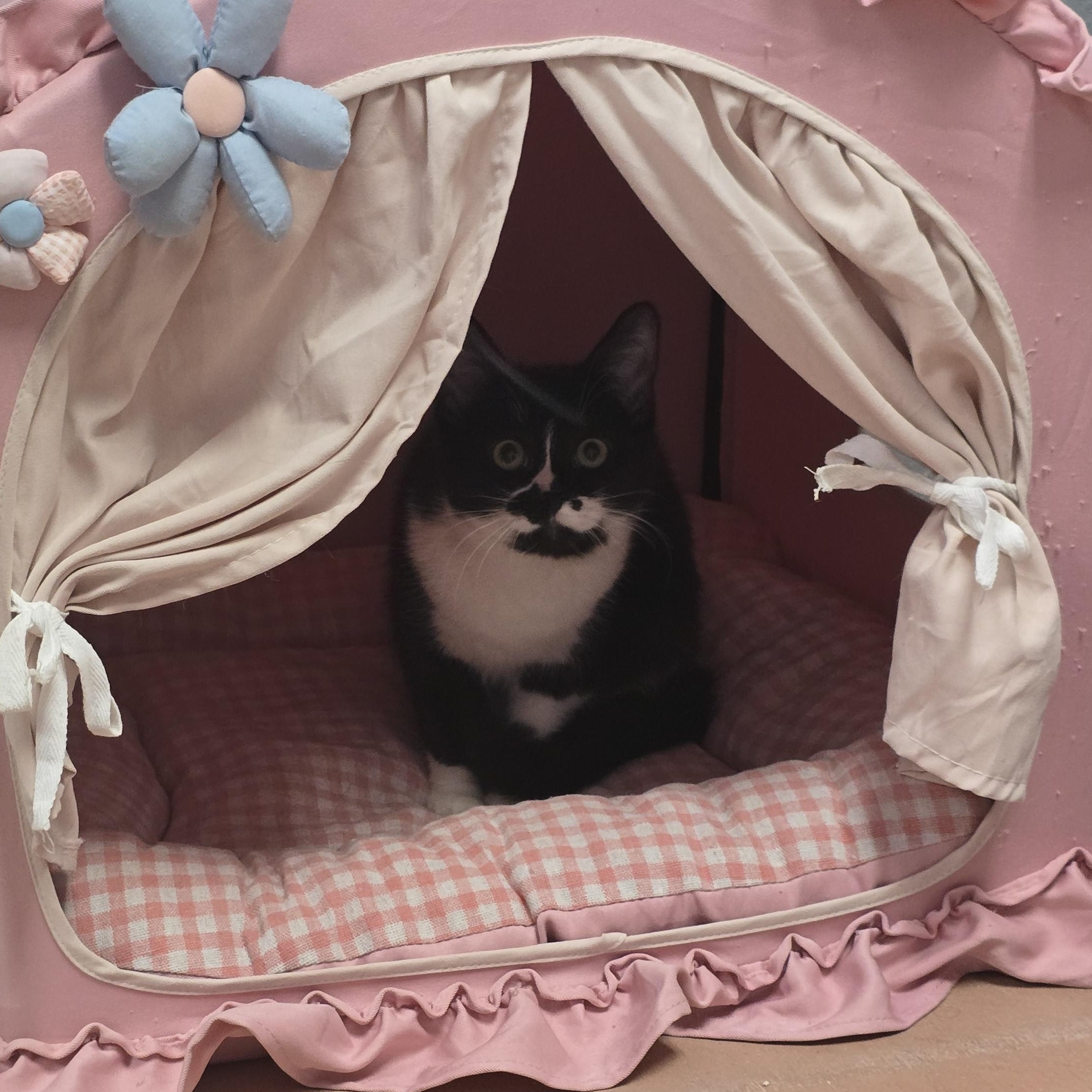 Enlarge Monroe (Bonded pair with Honey), a ADOPTABLE mixed breed in Glendale, AZ image 3/6