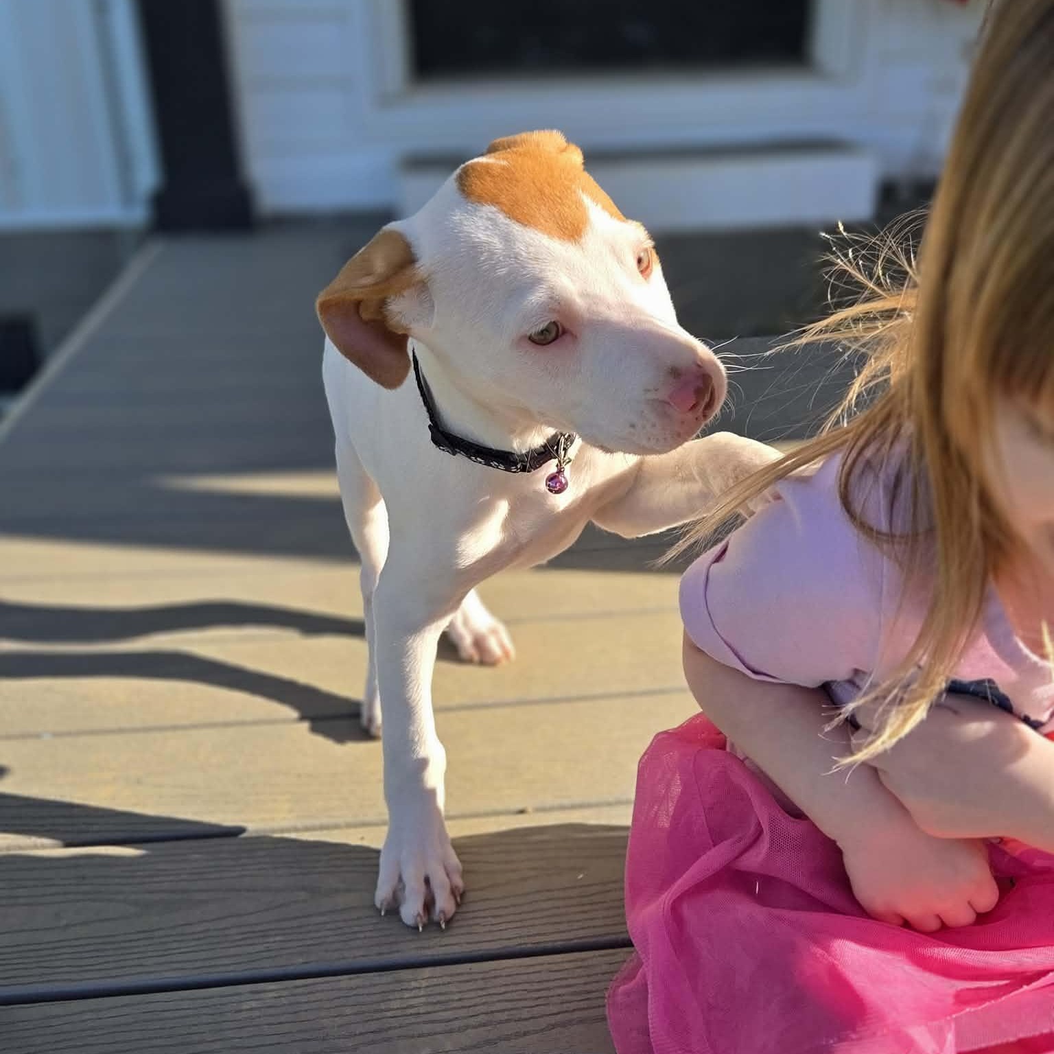 Lilac, an adopted mixed breed in Lexington, KY image 5/6