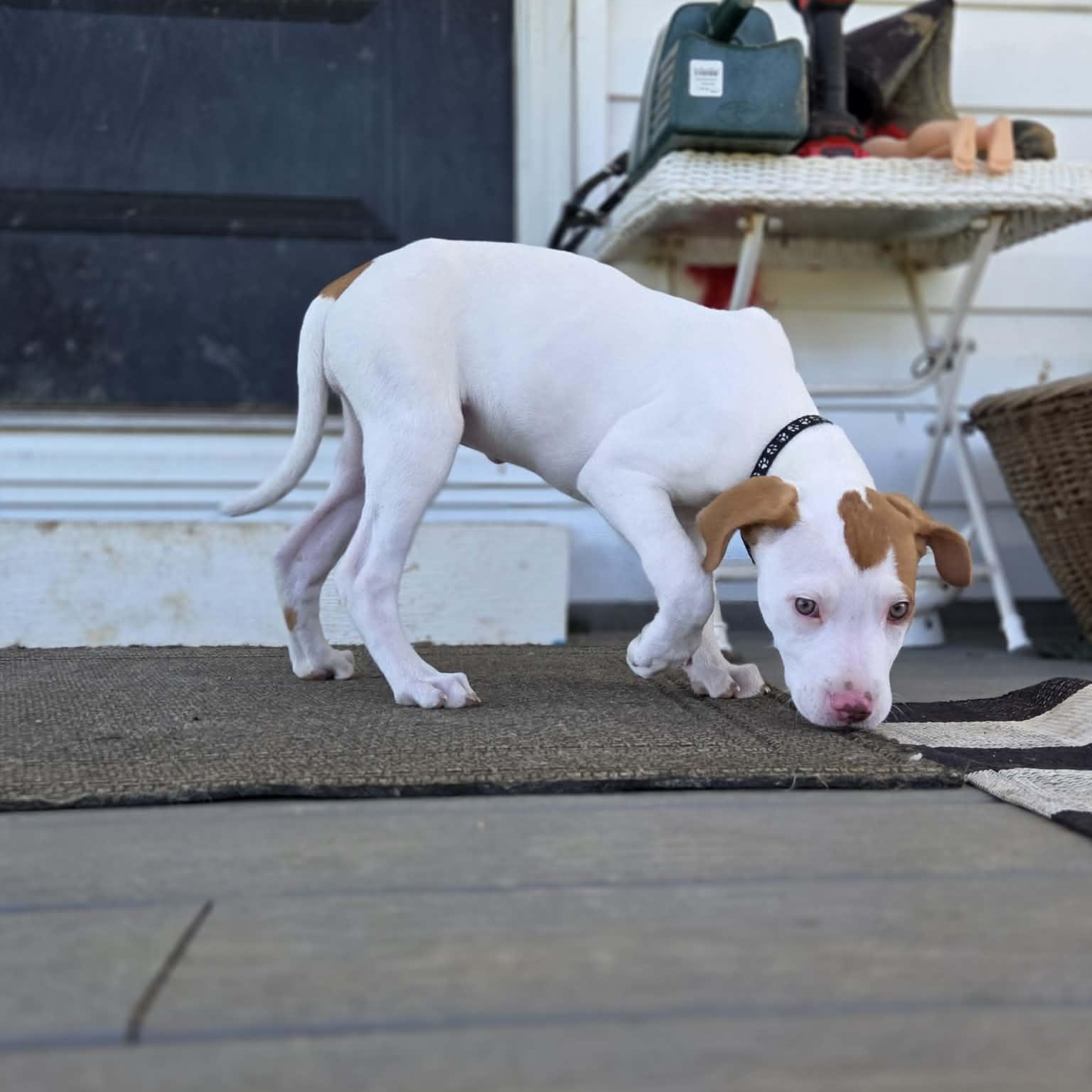 Lilac, an adopted mixed breed in Lexington, KY image 1/6