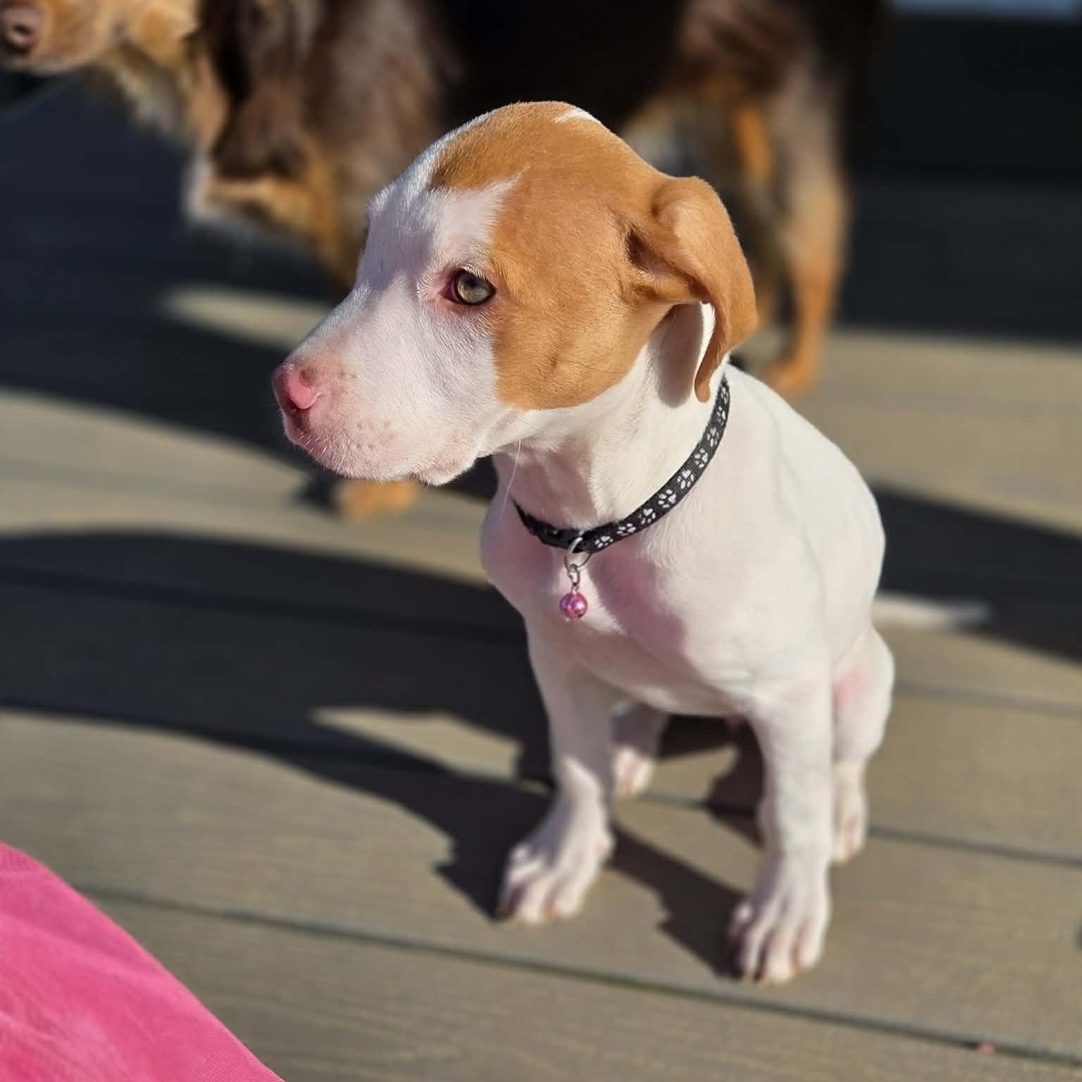 Lilac, an adopted mixed breed in Lexington, KY image 4/6