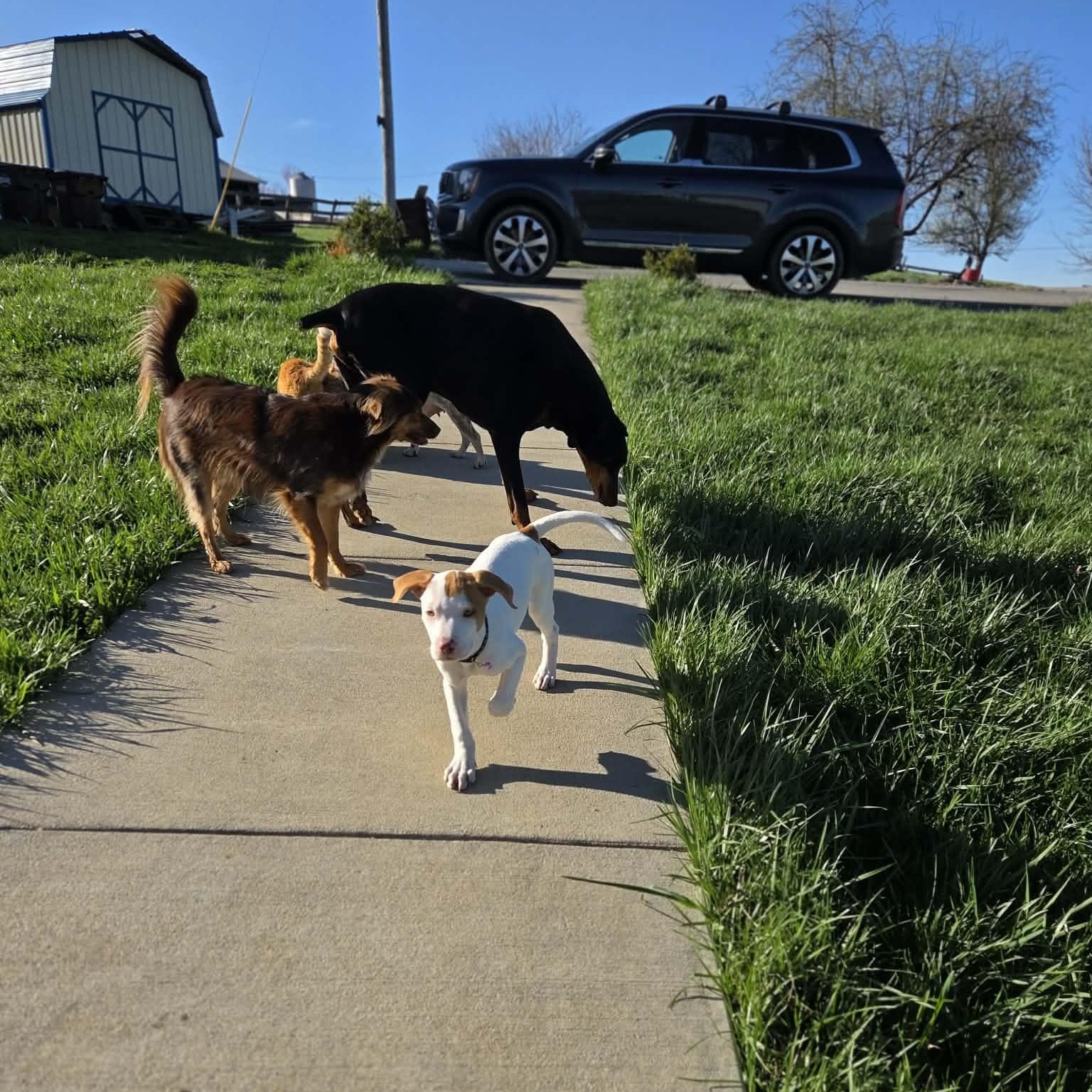 Lilac, an adopted mixed breed in Lexington, KY image 6/6