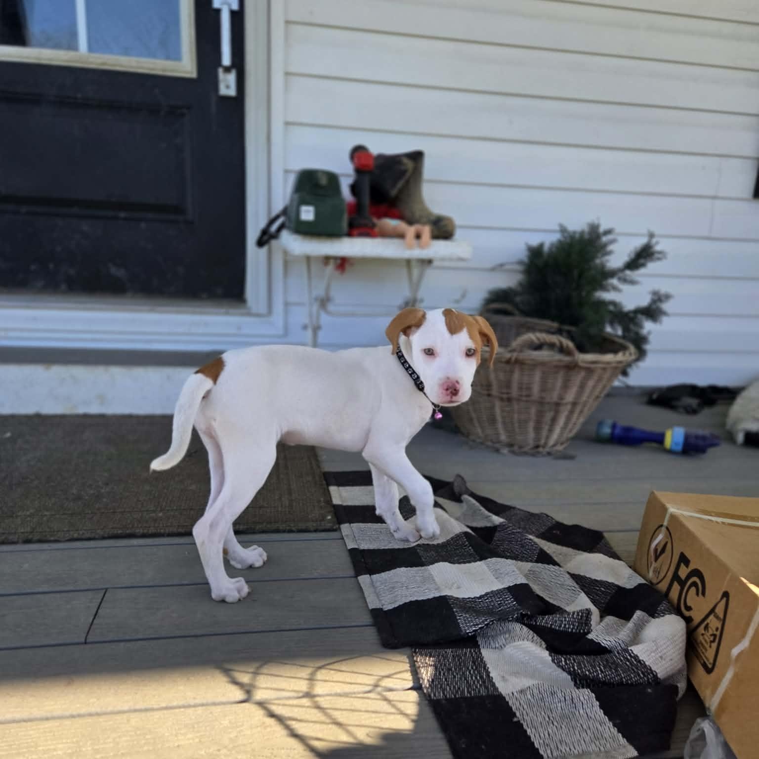 Lilac, an adopted mixed breed in Lexington, KY image 3/6