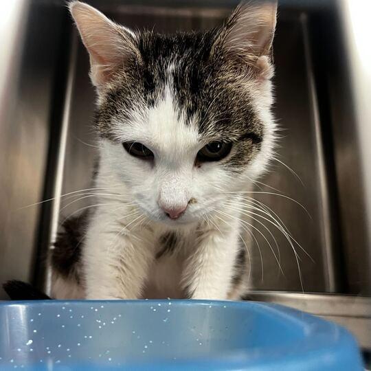 Taylor, a Adoptable Domestic Short Hair in Davenport, IA image 1/3