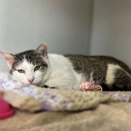 Taylor, a Adoptable Domestic Short Hair in Davenport, IA image 2/4