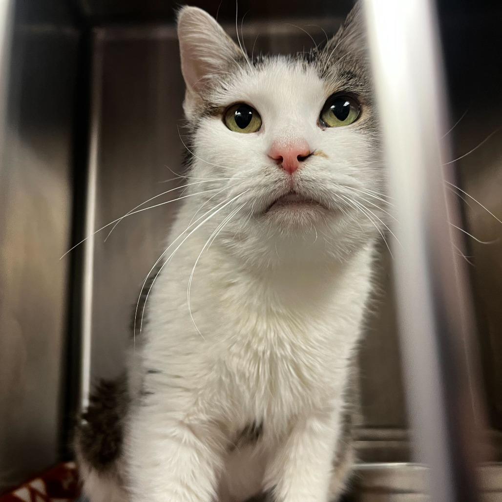 Taylor, a Adoptable Domestic Short Hair in Davenport, IA image 2/3