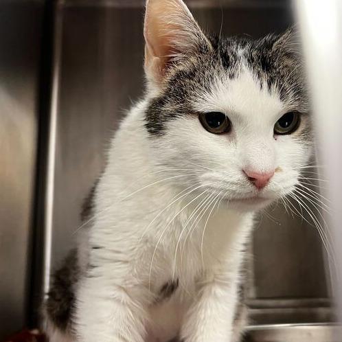 Taylor, a Adoptable Domestic Short Hair in Davenport, IA image 3/3