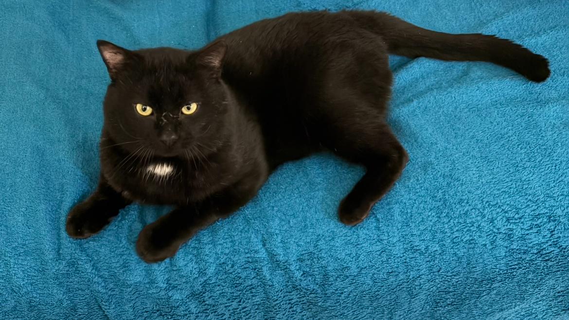 Sammy, adopted, Adult Male Domestic Short Hair.