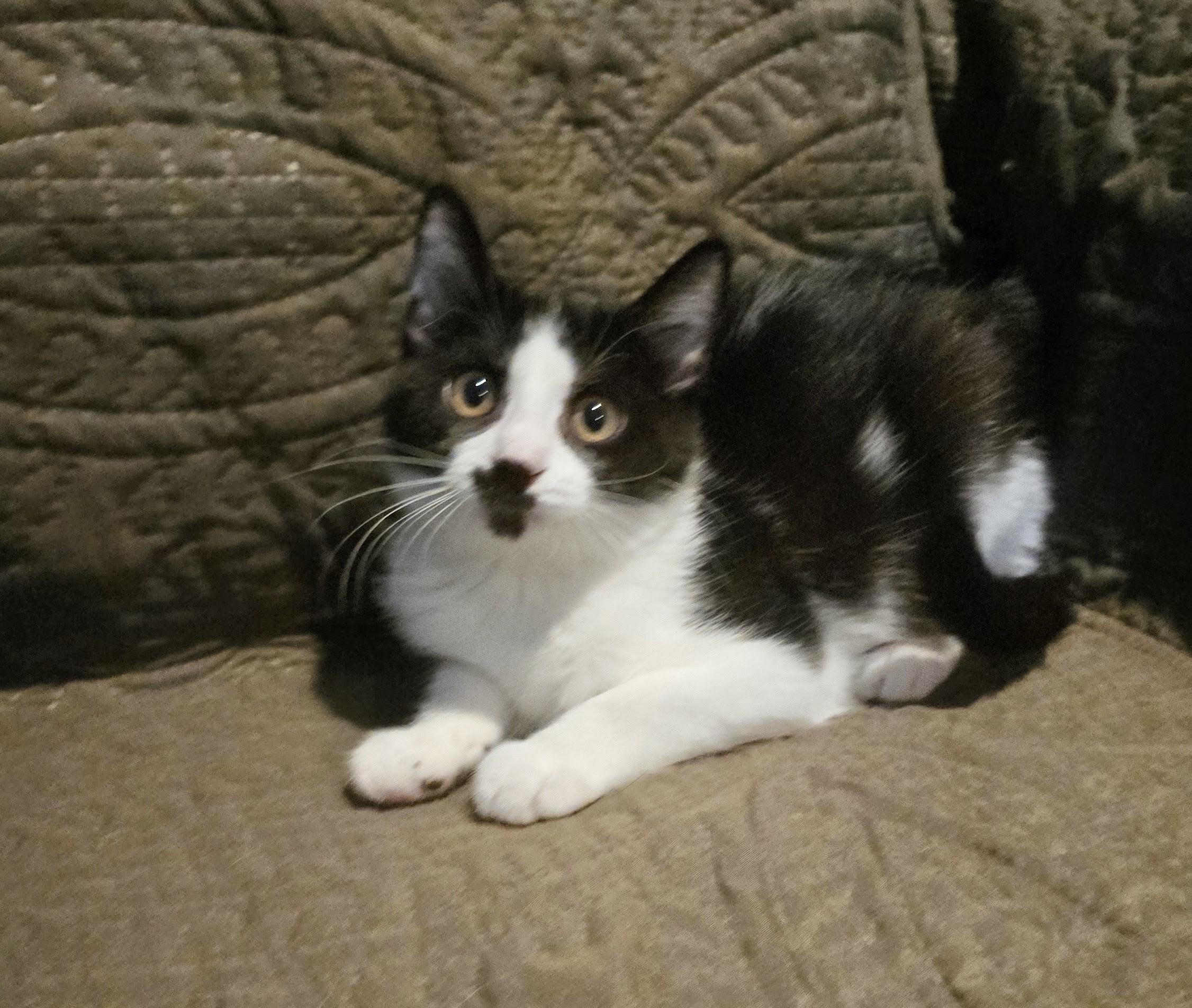 Enlarge MAYCI & COFFEE CAKE, a Adoptable Domestic Short Hair in Chicago Ridge, IL image 2/2