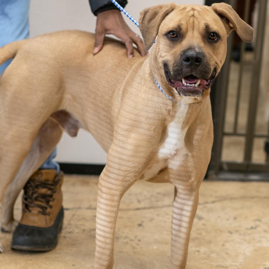 DRAKE (NEPTUNE)-30082, Adoptable, Young Male Labrador Retriever & Mixed Breed.