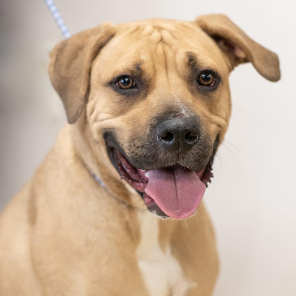 Enlarge DRAKE (NEPTUNE)-30082, a Adoptable mixed breed in Bartlett, TN image 2/2