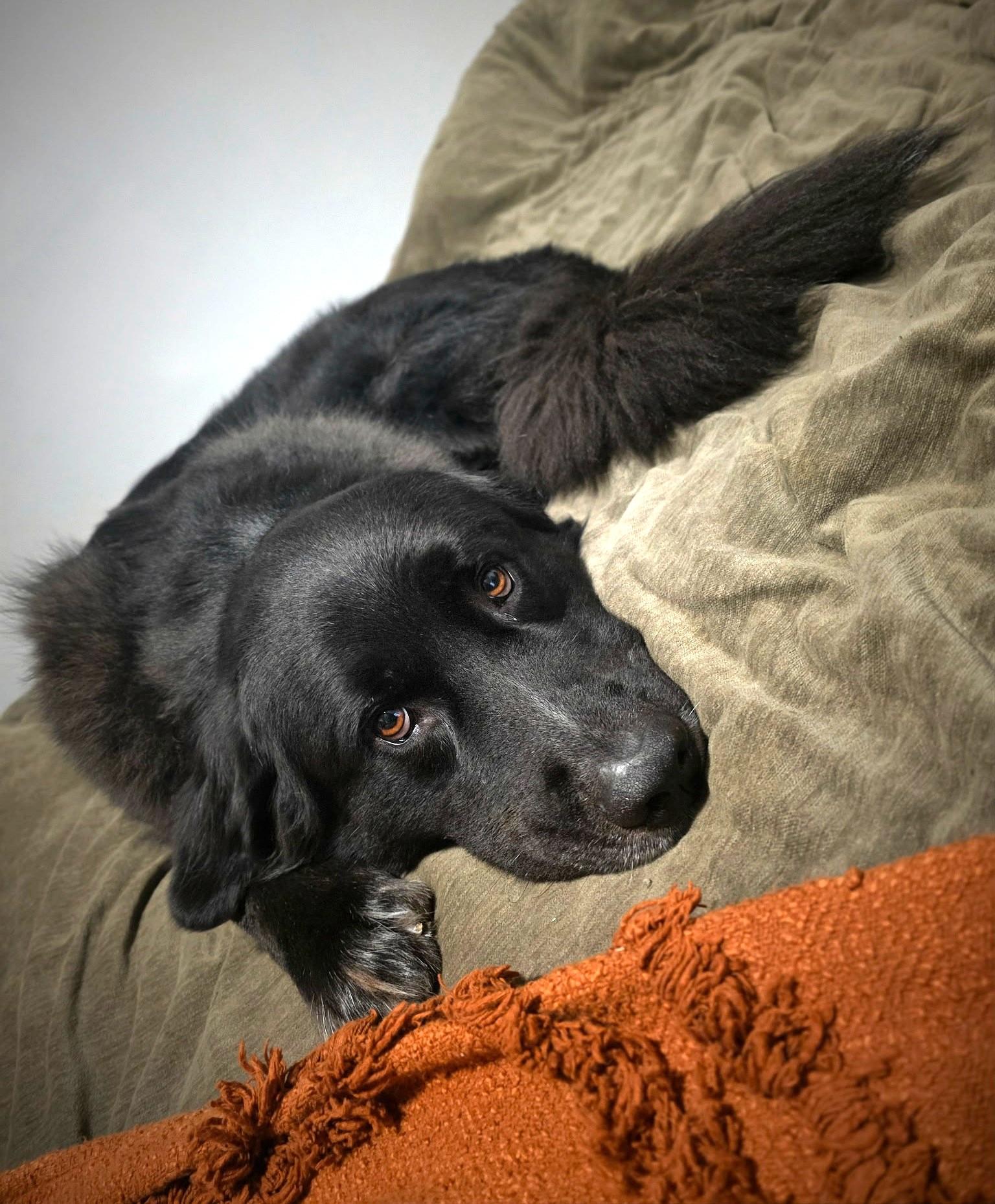Apollo, a ADOPTABLE mixed breed in New Canaan, CT image 3/5