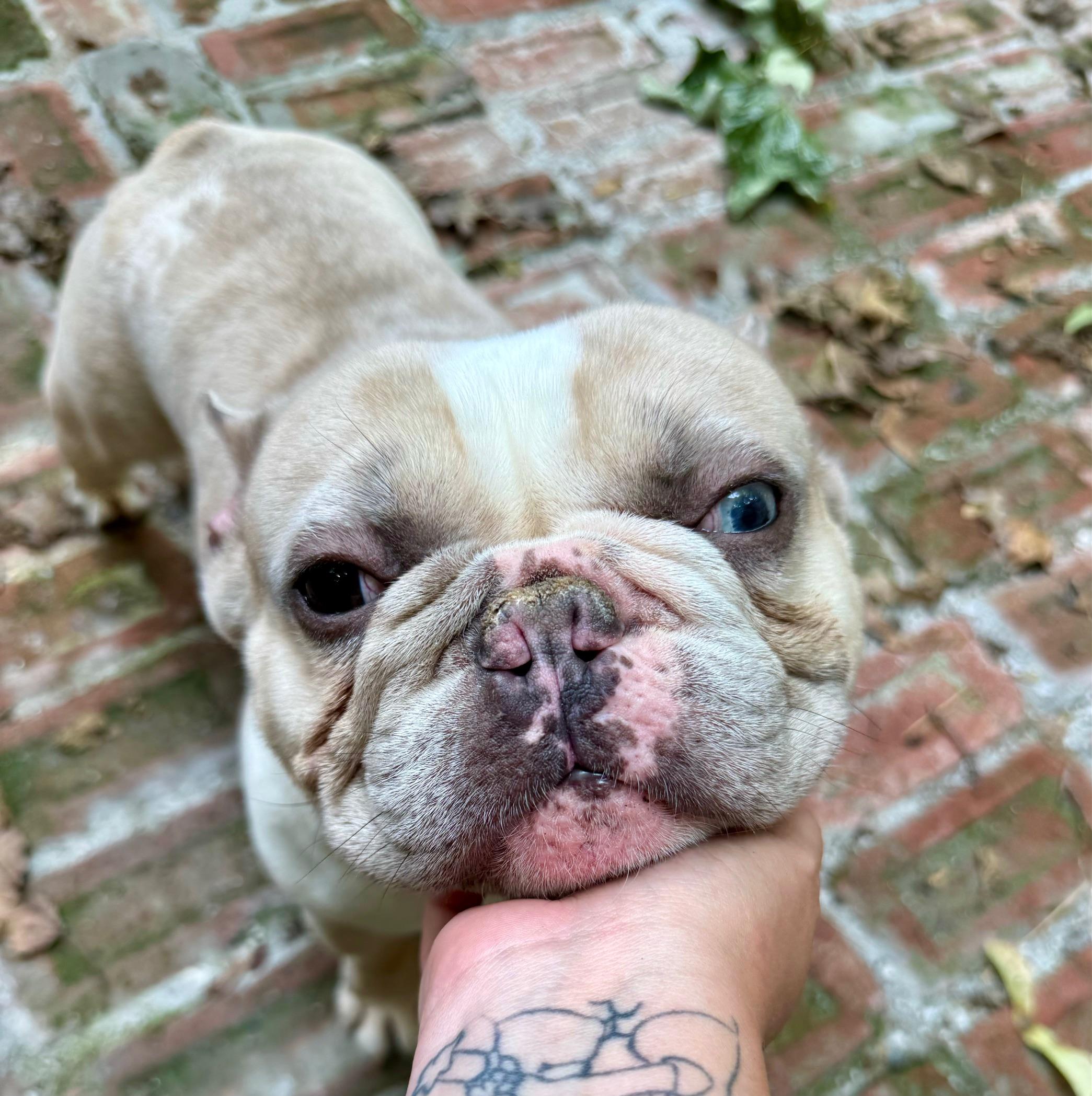 COURTESY POST FOR WASA - Mortie, a ADOPTABLE French Bulldog in Westport, CT image 2/2
