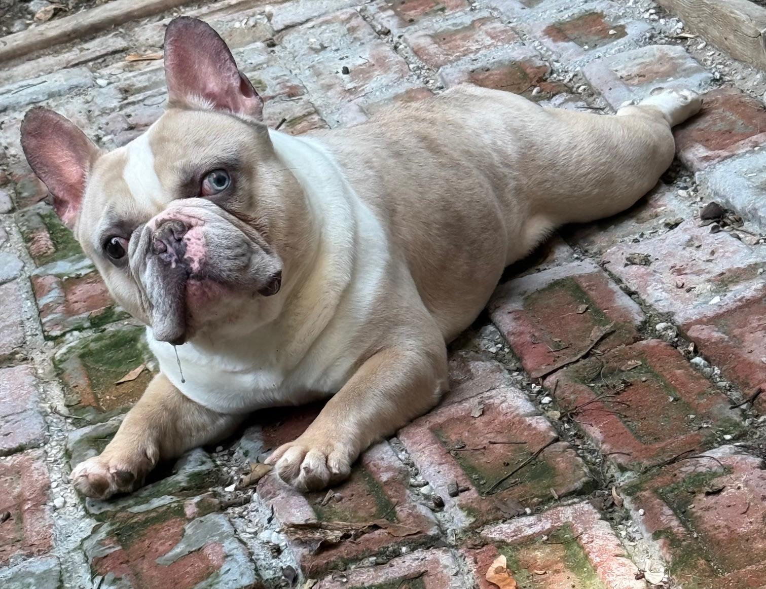 COURTESY POST FOR WASA - Mortie, ADOPTABLE, Adult Male French Bulldog.