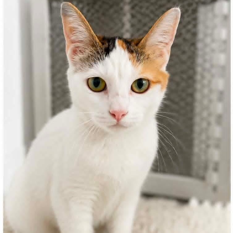 Mary, Adoptable, Young Female Calico.