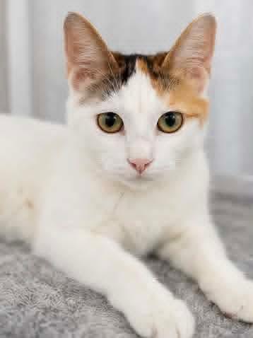 Enlarge Mary, a Adoptable Calico in Kentwood, MI image 2/3