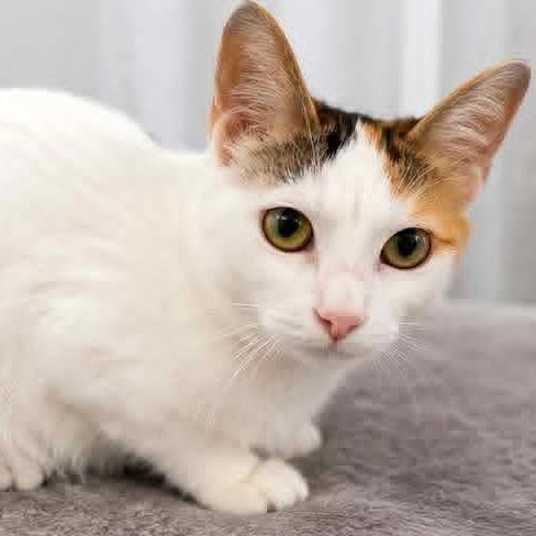 Enlarge Mary, a Adoptable Calico in Kentwood, MI image 3/3