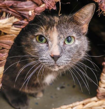 Little Pea, Adoptable, Adult Female Domestic Short Hair & Domestic Short Hair.
