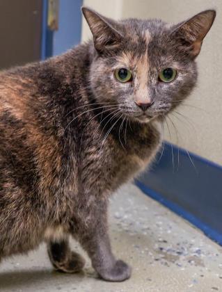 Enlarge Little Pea, a Adoptable mixed breed in Verona, WI image 2/3