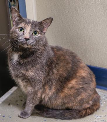 Enlarge Little Pea, a Adoptable mixed breed in Verona, WI image 3/3