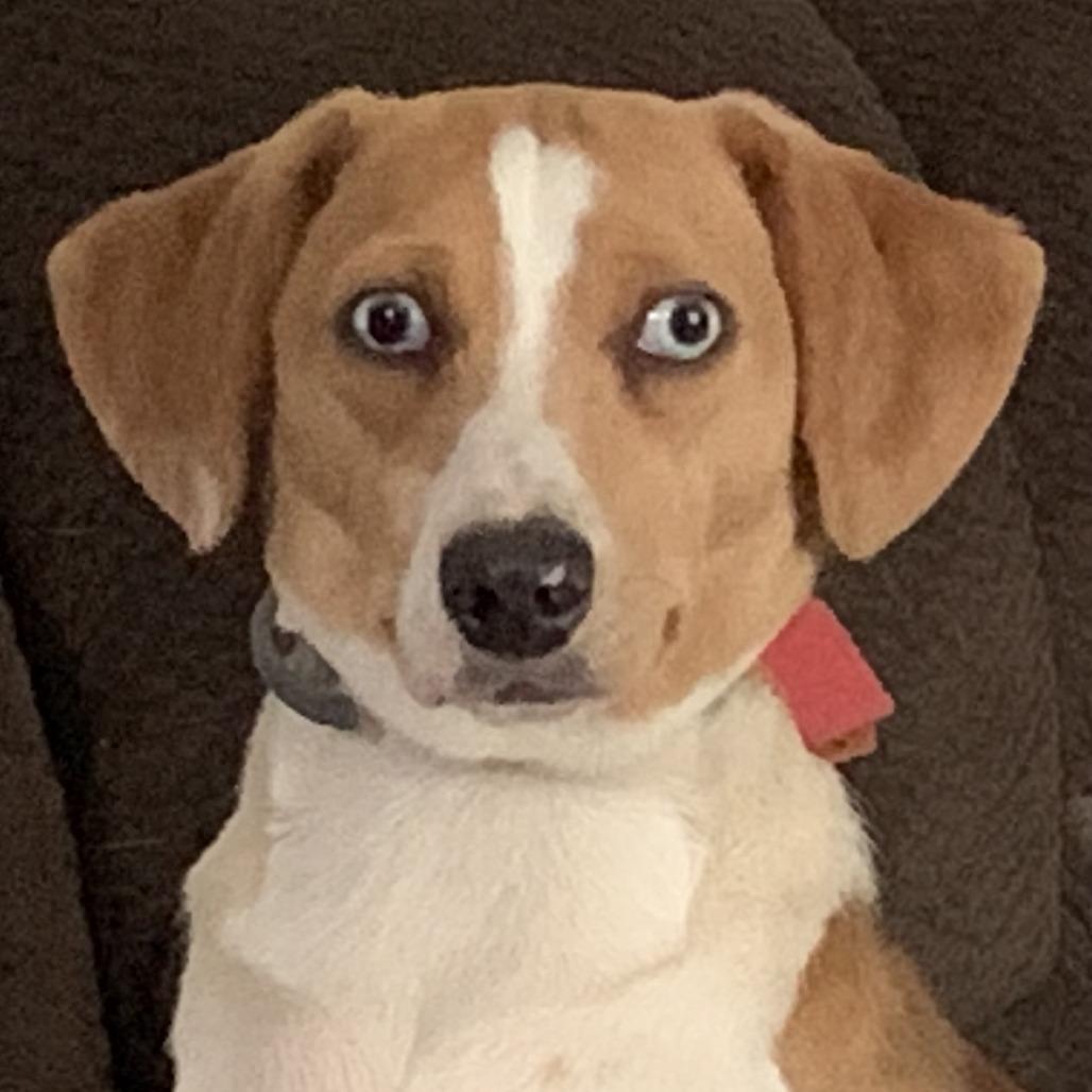 Enlarge Norm, a Adoptable Beagle in Kittanning, PA image 1/1
