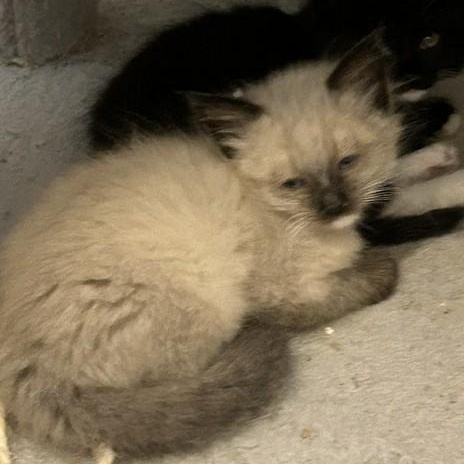 Darla, an adopted Siamese in Shingletown, CA image 2/3