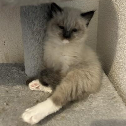 Darla, an adopted Siamese in Shingletown, CA image 1/3