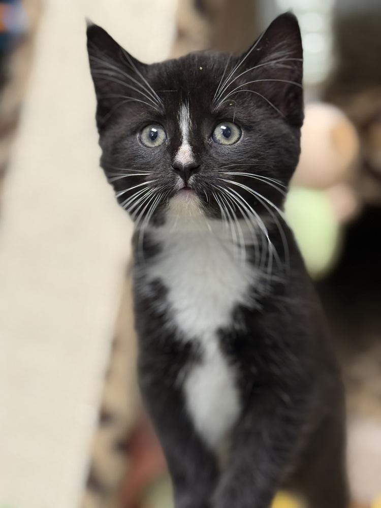 Lala Orange Rainbow Brite Sailor, Adoptable, Kitten Female Domestic Short Hair.