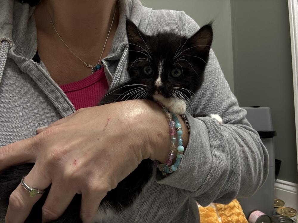 Enlarge Lala Orange Rainbow Brite Sailor, a Adoptable Domestic Short Hair in Mount Laurel, NJ image 2/6