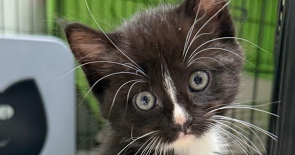 Enlarge Lala Orange Rainbow Brite Sailor, a Adoptable Domestic Short Hair in Mount Laurel, NJ image 3/6