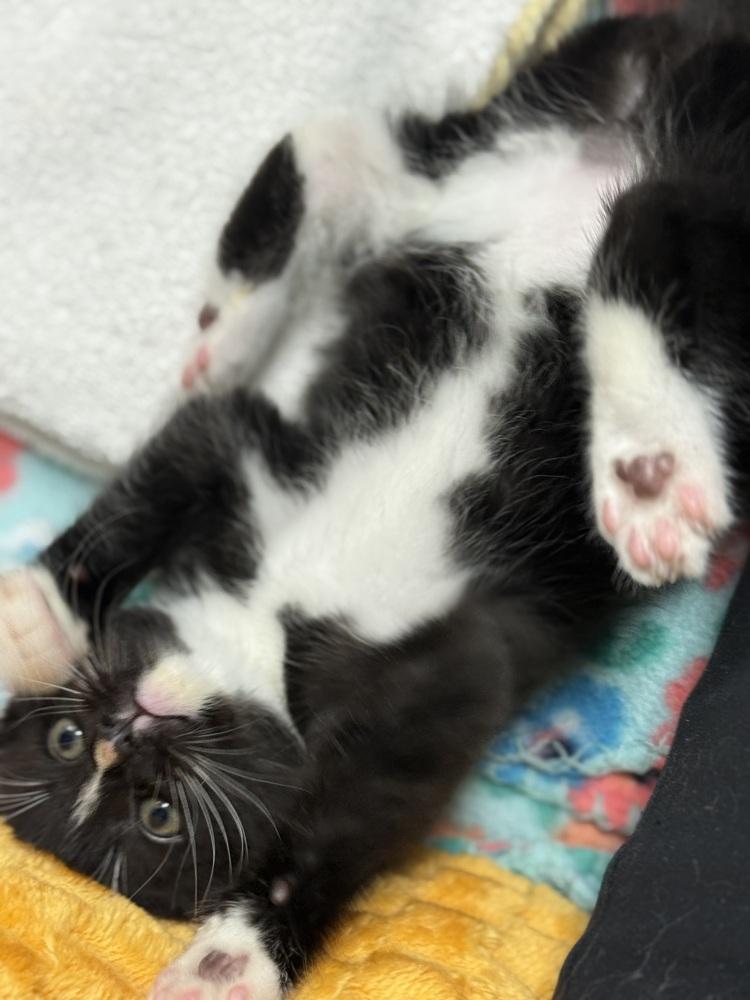 Enlarge Lala Orange Rainbow Brite Sailor, a Adoptable Domestic Short Hair in Mount Laurel, NJ image 4/6