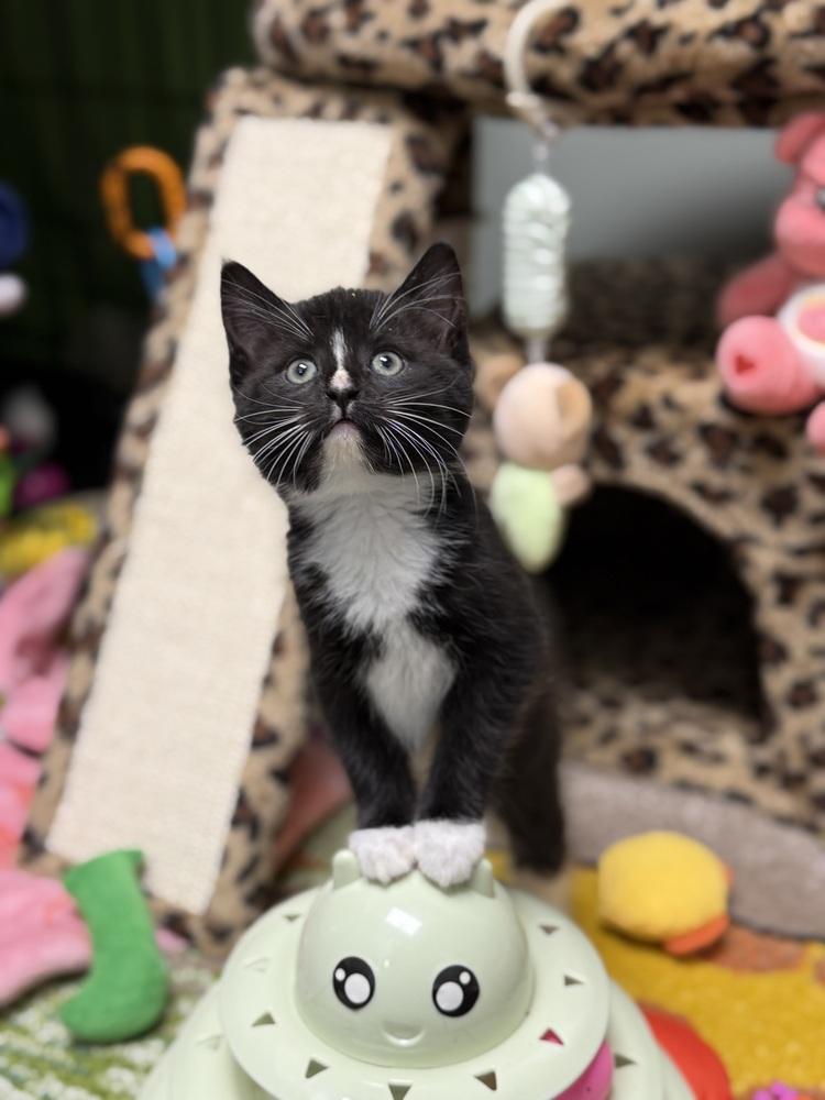 Enlarge Lala Orange Rainbow Brite Sailor, a Adoptable Domestic Short Hair in Mount Laurel, NJ image 5/6