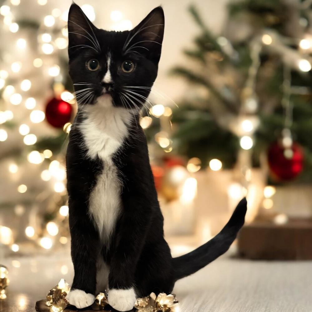 Enlarge Lala Orange Rainbow Brite Sailor, a Adoptable Domestic Short Hair in Mount Laurel, NJ image 6/6