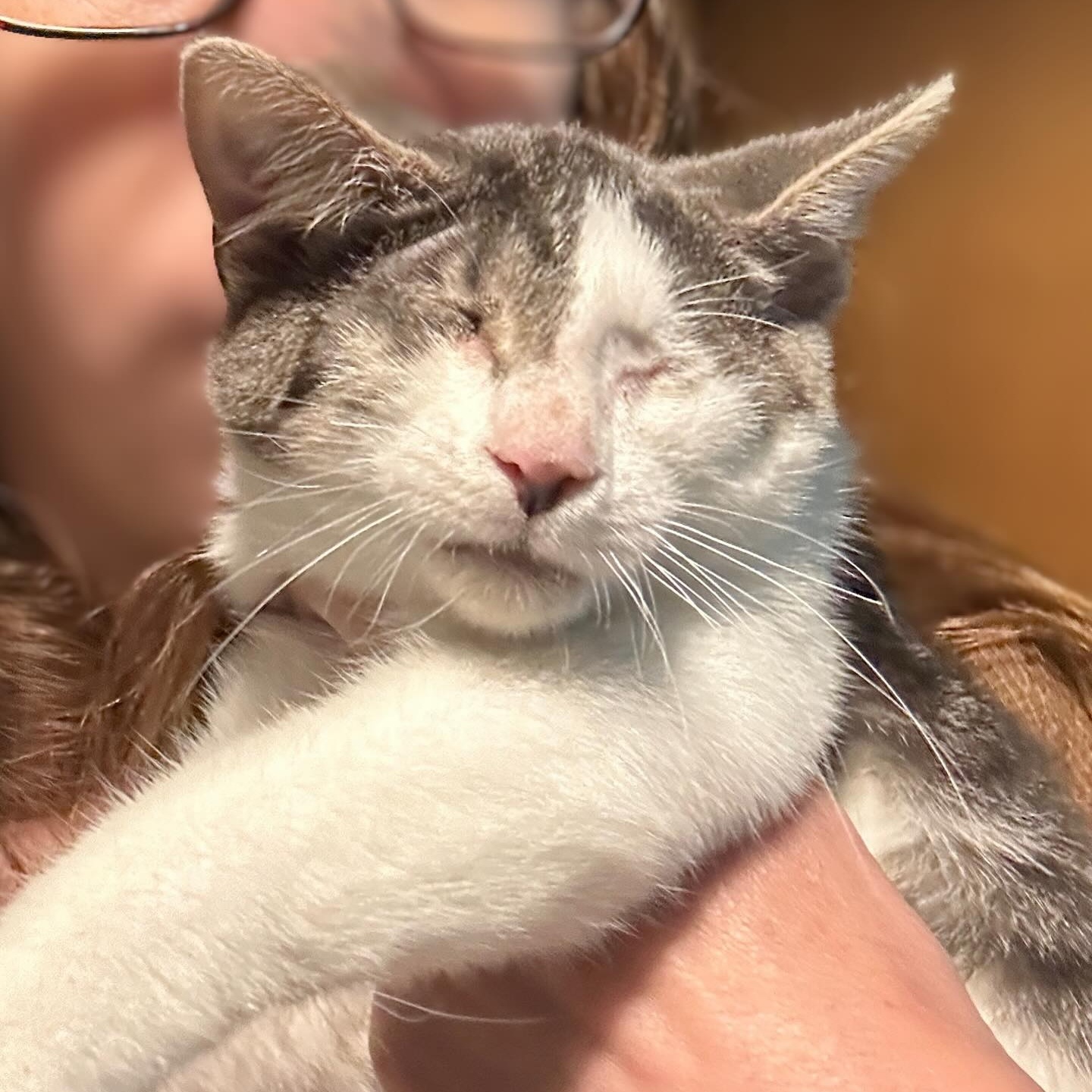 Cat for adoption Apollo, a Domestic Short Hair in Sewell, NJ Petfinder