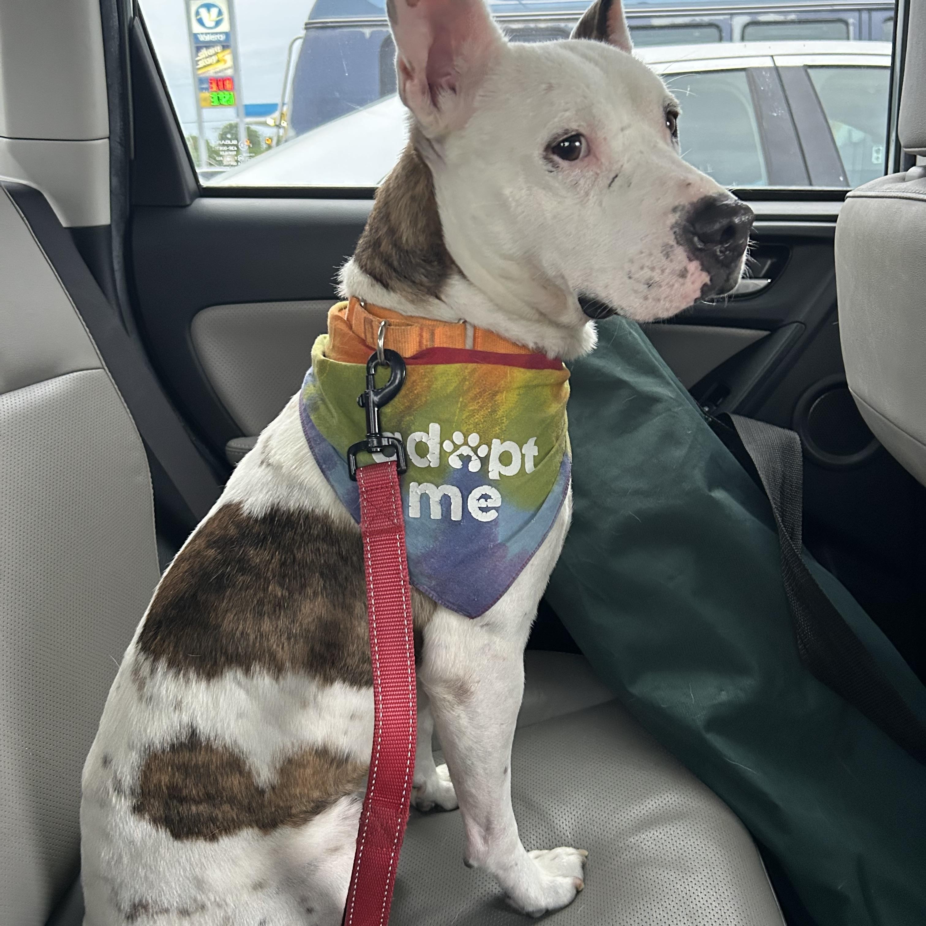 Pumpkin, Adult Male Pit Bull Terrier
