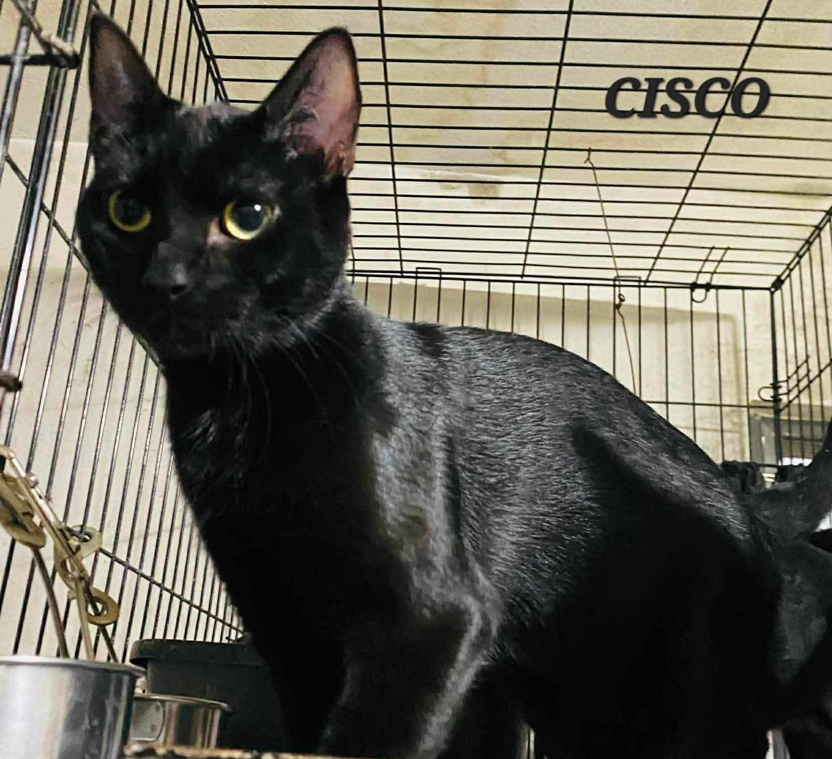 Cisco, ADOPTABLE, Young Male Domestic Short Hair.