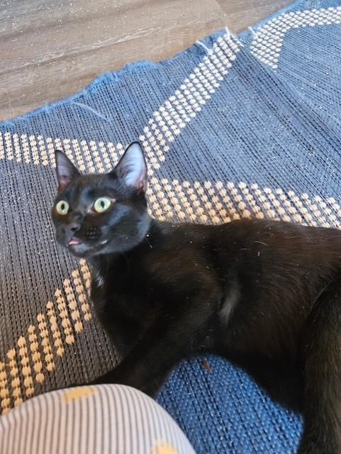 Enlarge Cisco, a ADOPTABLE Domestic Short Hair in Maple Grove, MN image 2/4