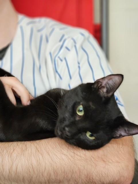 Enlarge Cisco, a ADOPTABLE Domestic Short Hair in Maple Grove, MN image 4/4