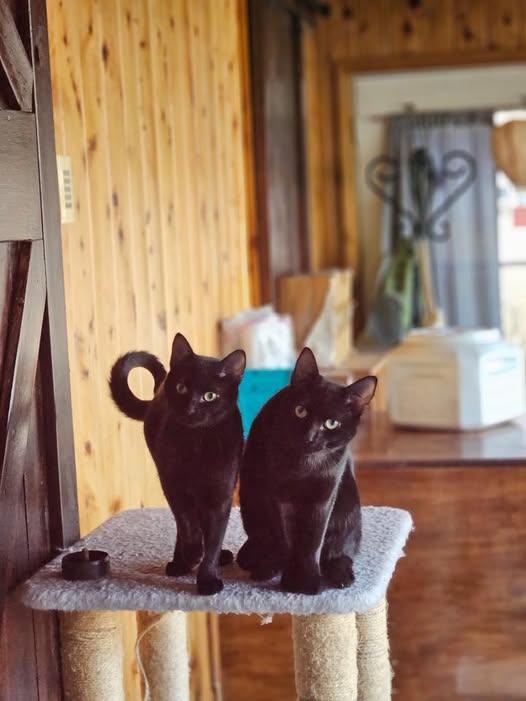 Enlarge Cisco, a ADOPTABLE Domestic Short Hair in Maple Grove, MN image 3/4