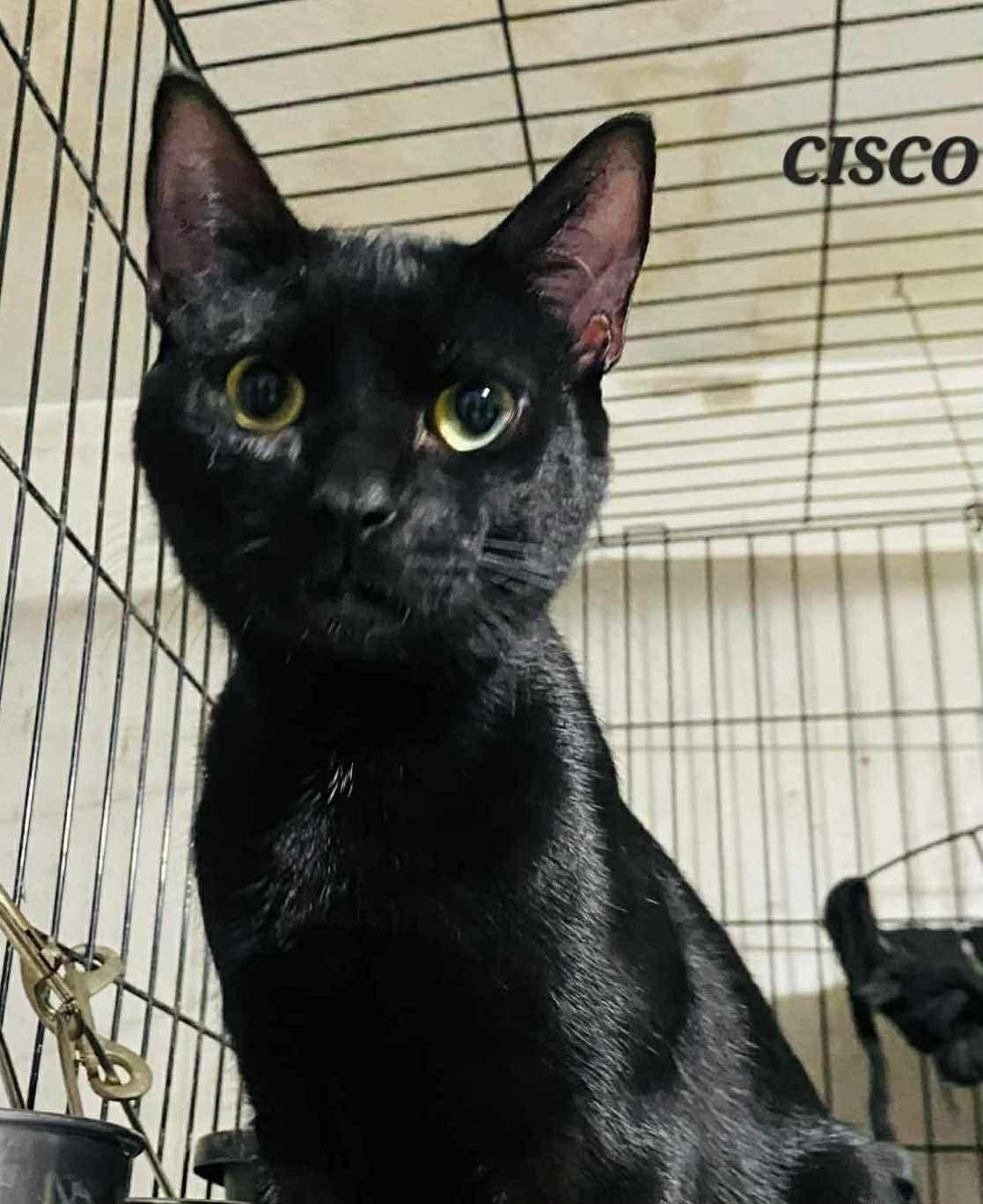 Enlarge Cisco, a ADOPTABLE Domestic Short Hair in Maple Grove, MN image 2/2