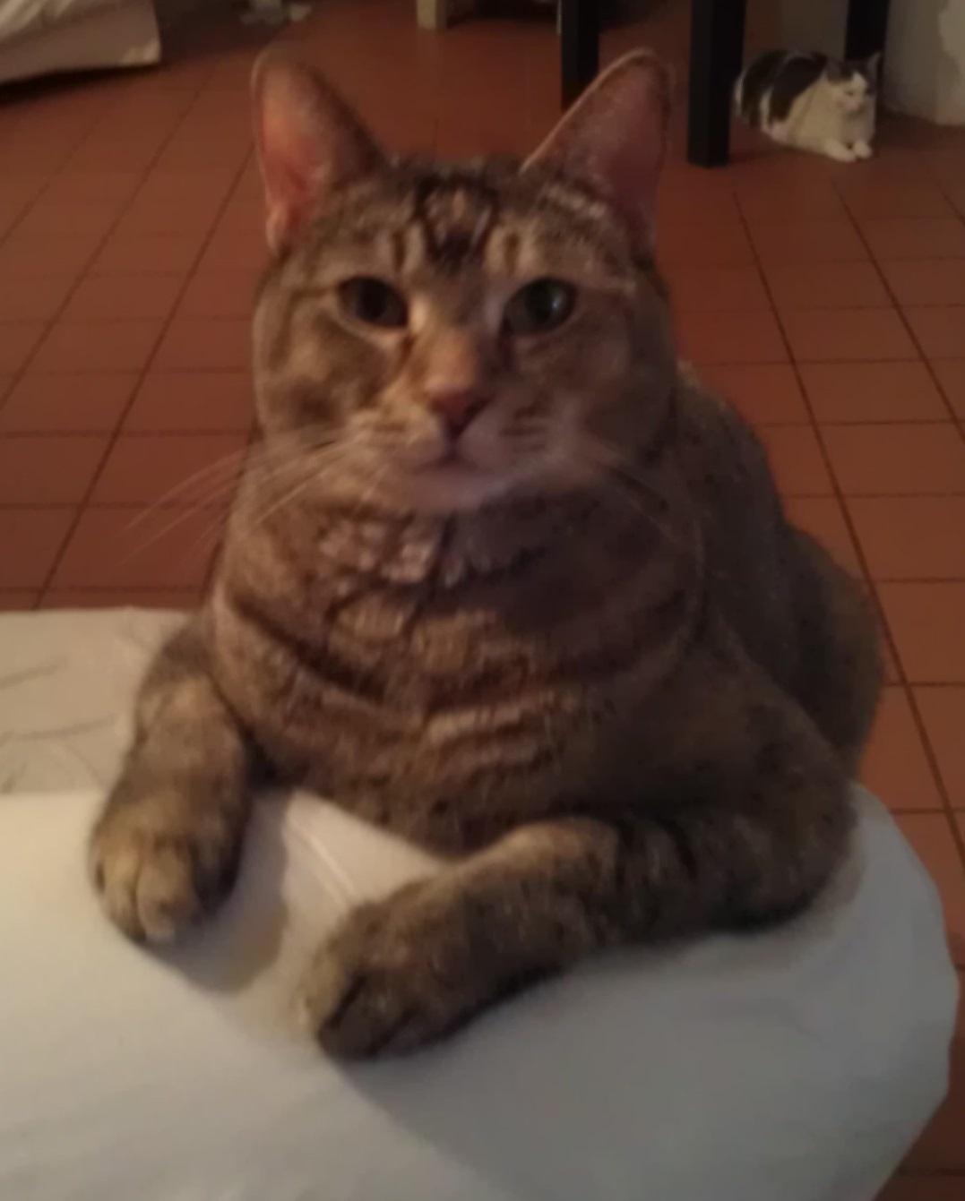 Chloe, FL, a Adoptable mixed breed in Miami Beach, FL image 1/6