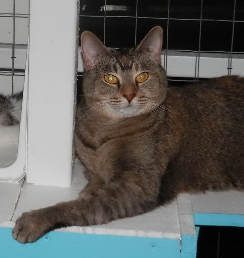 Chloe, FL, a Adoptable mixed breed in Miami Beach, FL image 2/6