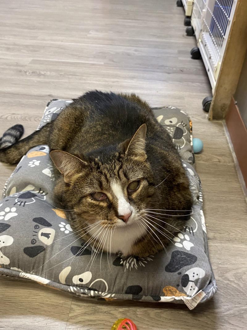 Enlarge Beau, a Adoptable Domestic Short Hair in Cortland, NY image 1/6