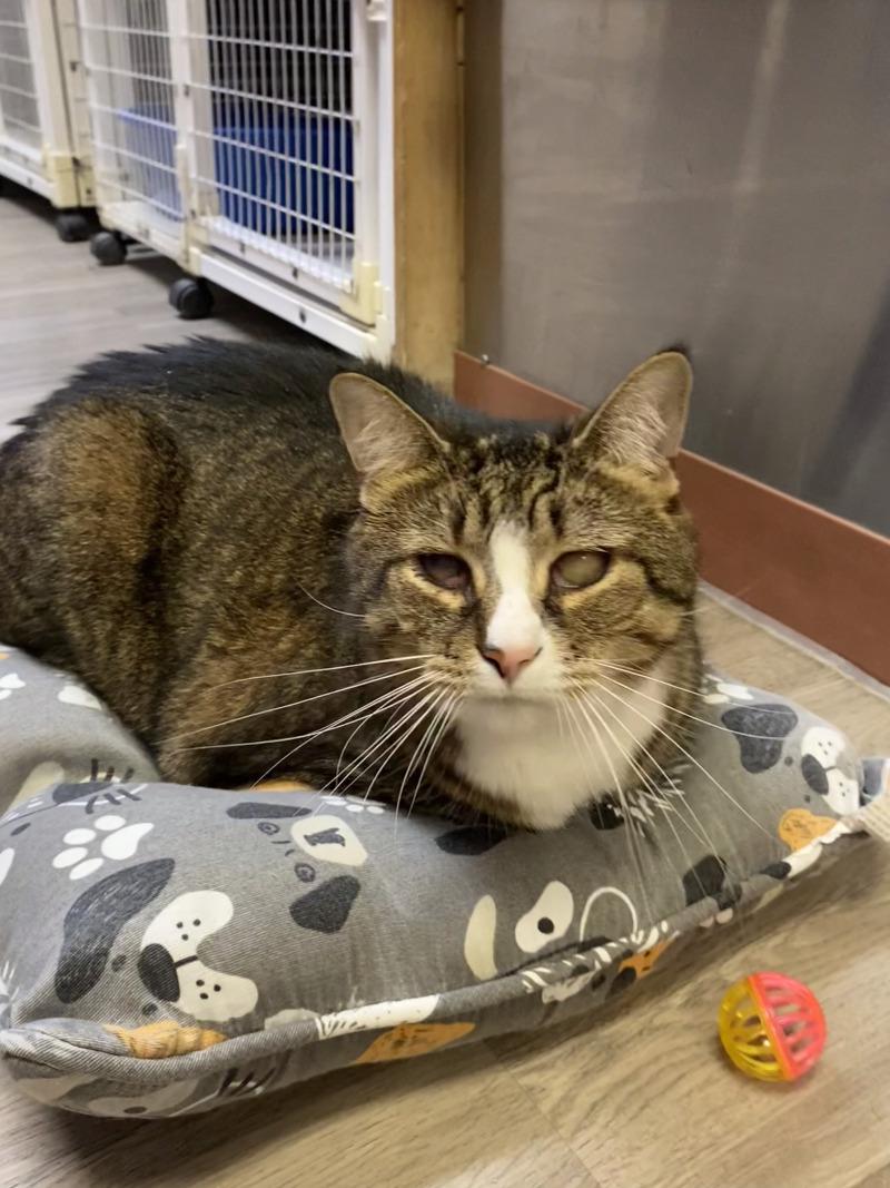 Enlarge Beau, a Adoptable Domestic Short Hair in Cortland, NY image 2/6